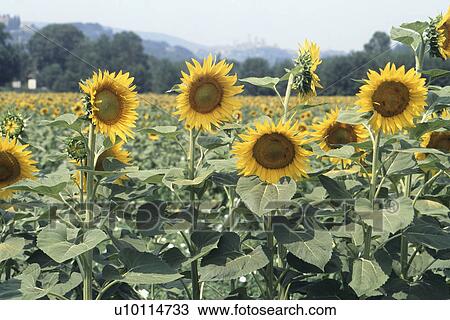 Sunflowers View Large Photo Image Stock Image - Sunflowers. Fotosearch