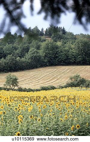 Stock Photo - Sunflowers. Fotosearch
