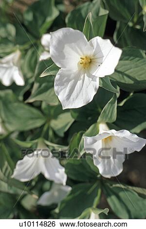 Stock Photograph - Trilliums. Fotosearch