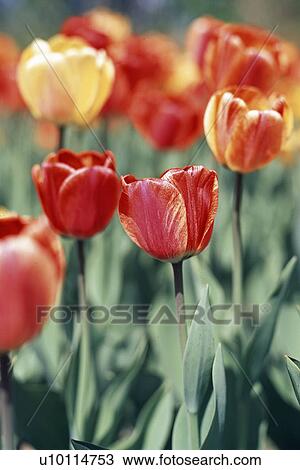 Stock Image - Tulips. Fotosearch