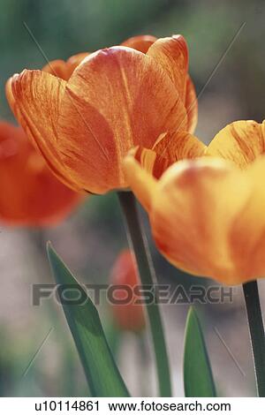 Stock Image - Tulips. Fotosearch