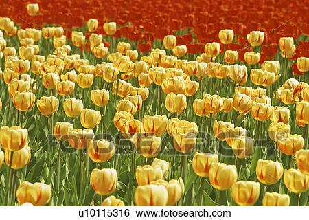 Stock Photograph - Tulips. Fotosearch