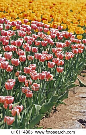 Tulips View Large Photo Image Stock Photography - Tulips. Fotosearch