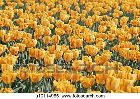 Stock Photography - Tulips. Fotosearch
