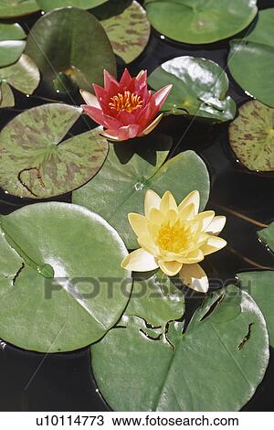 Water lilies View Large Photo Image Stock Image - Water lilies. Fotosearch