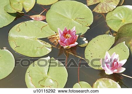 Stock Image - Water lilies. Fotosearch