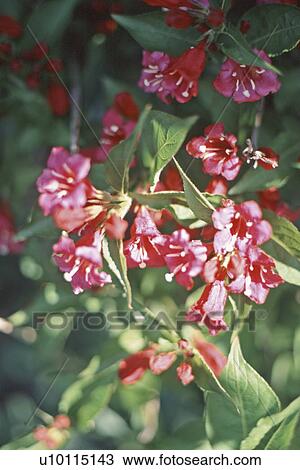 Weigela View Large Photo Image Stock Image - Weigela. Fotosearch