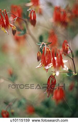 Wild columbines View Large Photo Image Stock Photo - Wild columbines. Fotosearch