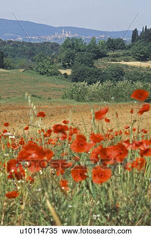 Wild poppies in Italy View Large Photo Image Stock Photography - Wild poppies in Italy. Fotosearch