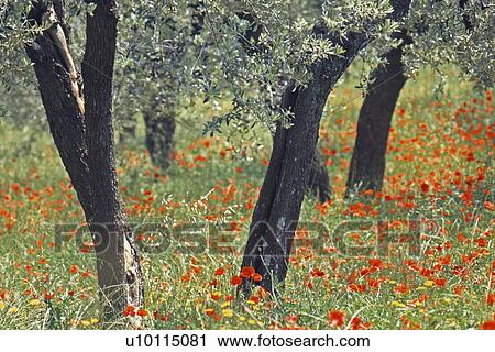 Wild poppies View Large Photo Image Stock Image - Wild poppies. Fotosearch