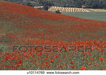 Stock Photo - Wild poppies. Fotosearch
