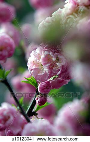 Stock Image - Almond blossom. Fotosearch