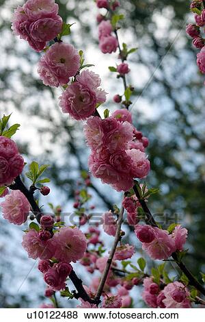 Stock Photo - Almond blossom. Fotosearch