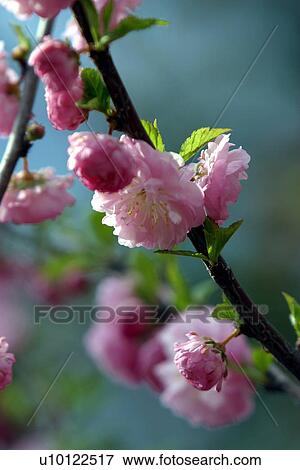 Stock Photo - Almond blossom. Fotosearch