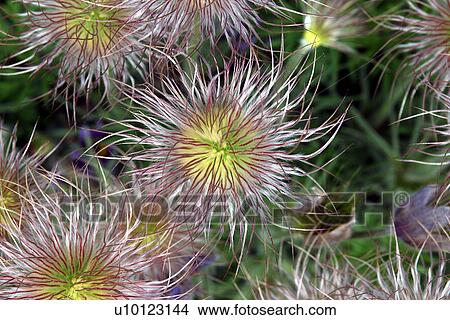 Anenome Pulsatilla -Pasque flower seed head View Large Photo Image Picture - Anenome Pulsatilla -Pasque flower seed head. Fotosearch