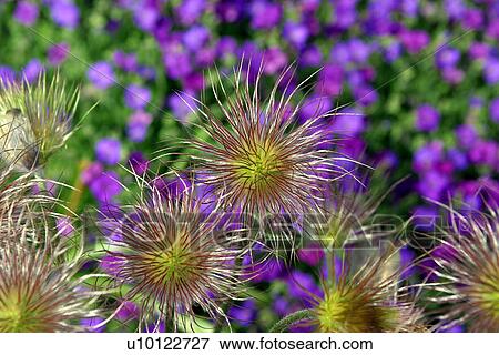 Stock Photo - Anenome Pulsatilla -Pasque flower seed head. Fotosearch