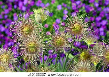 Anenome Pulsatilla -Pasque flower seed head View Large Photo Image Stock Photo - Anenome Pulsatilla -Pasque flower seed head. Fotosearch