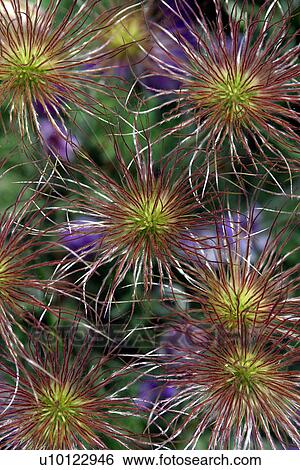 Stock Photograph - Anenome Pulsatilla -Pasque flower seed head. Fotosearch