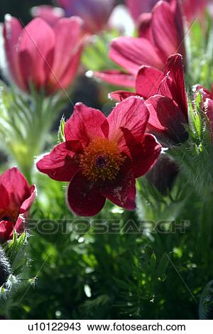Stock Image - Anenome Pulsatilla-Pasque flower. Fotosearch