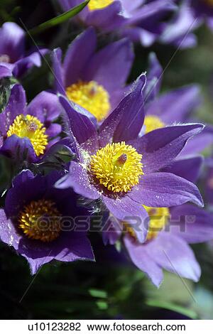 Anenome Pulsatilla-Pasque flower View Large Photo Image Stock Image - Anenome Pulsatilla-Pasque flower. Fotosearch
