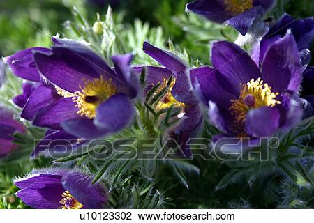 Stock Image - Anenome Pulsatilla-Pasque flower. Fotosearch