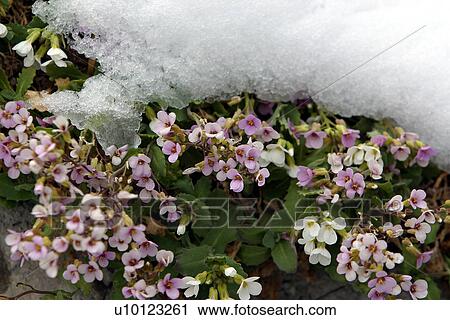 Arabis (pink) in snow View Large Photo Image Stock Image - Arabis (pink) in snow. Fotosearch
