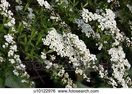 Stock Photograph - Bridal Wreath spirea. Fotosearch