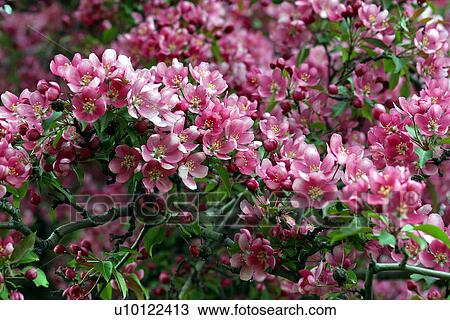 Crabapple blossom View Large Photo Image Stock Image - Crabapple blossom. Fotosearch