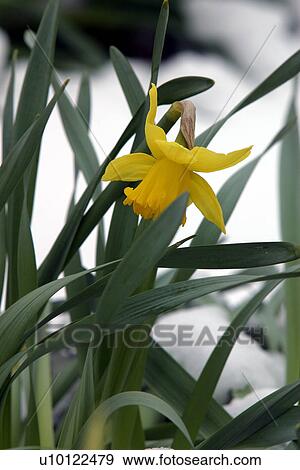 Stock Photo - Daffodils in snow. Fotosearch