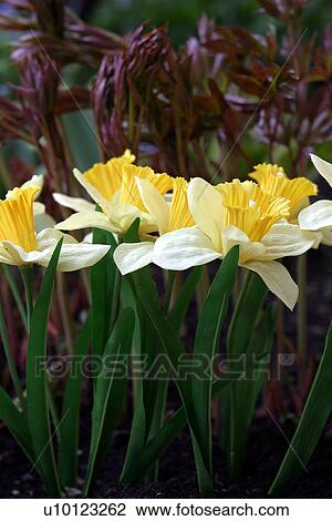 Daffodils-silk! View Large Photo Image Stock Image - Daffodils-silk!. Fotosearch