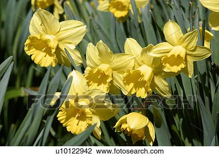 Daffodils View Large Photo Image Stock Image - Daffodils. Fotosearch