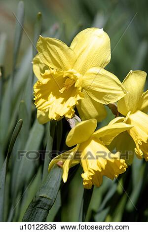 Daffodils View Large Photo Image Stock Photograph - Daffodils . Fotosearch