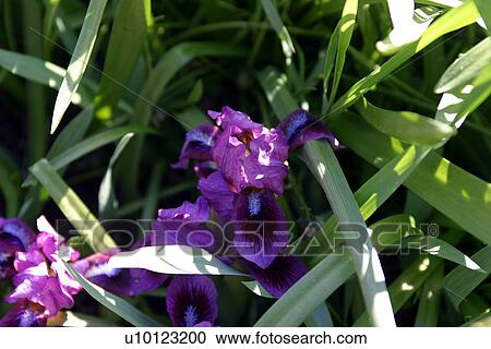 Stock Image - Flower. Fotosearch