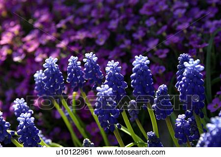 Grape Hyacinths and Aubretia View Large Photo Image Stock Image - Grape Hyacinths and Aubretia. Fotosearch