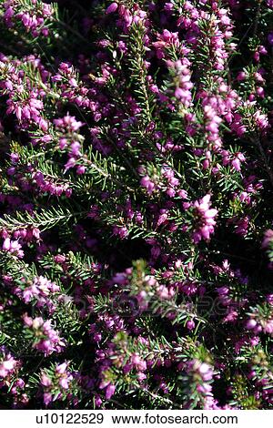 Stock Photo - Heather. Fotosearch