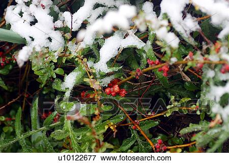 Stock Photo - Juniper in snow. Fotosearch