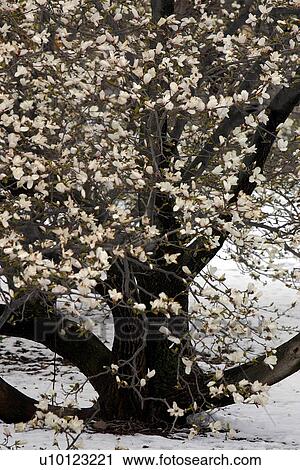 Magnolia in snow View Large Photo Image Stock Image - Magnolia in snow. Fotosearch