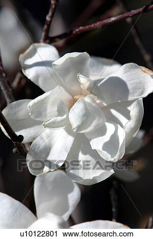 Magnolia View Large Photo Image Stock Image - Magnolia. Fotosearch