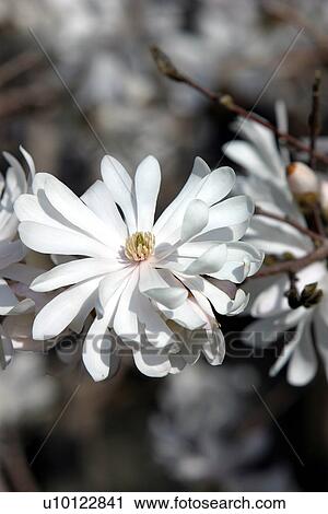 Stock Image - Magnolia. Fotosearch