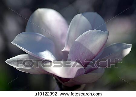 Stock Image - Magnolia. Fotosearch
