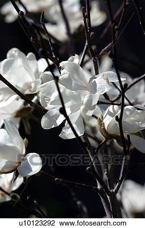Magnolia View Large Photo Image Stock Image - Magnolia. Fotosearch