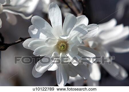 Magnolia View Large Photo Image Stock Photo - Magnolia. Fotosearch