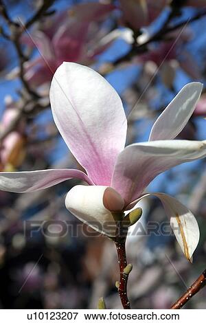 Stock Photo - Magnolia. Fotosearch