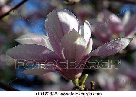 Stock Photograph - Magnolia. Fotosearch