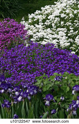 miniature irises and candytuft View Large Photo Image Stock Photo - miniature irises and candytuft. Fotosearch
