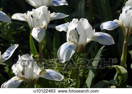 Stock Image - . Fotosearch