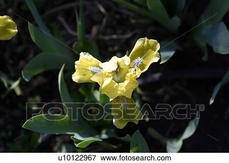 Stock Photo - . Fotosearch