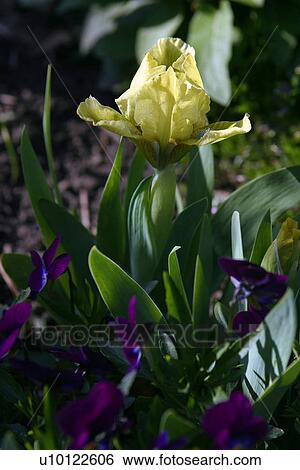 Stock Photograph - . Fotosearch