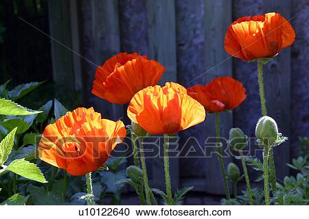 Stock Image - Poppies. Fotosearch