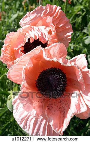 Stock Image - Poppies. Fotosearch